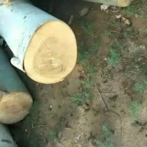杨树大量出售，需要的老板联系我