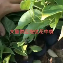 大量炮仗花中袋，杆粗，根细