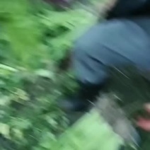 芹菜大量上市欢迎老板前来采购