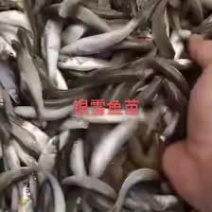 银雪鱼5-7公分靓货