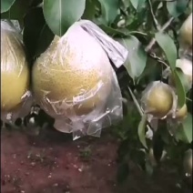 唐山遵化八区大雪花梨