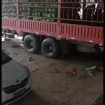 铁头大包菜专供食品厂