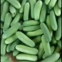 毛节瓜靓货666666666666