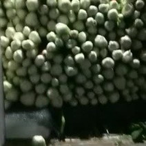 高原夏菜质量好颜色正，诚信值得信赖，有需要的可以联系我