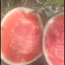 内蒙通辽赤峰精品西瓜