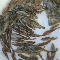 笋壳鱼随时有货欢迎致电