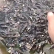 烟脂鱼货靓靓靓靓靓靓