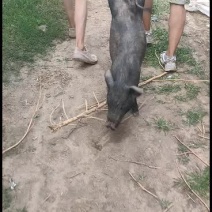 高产黑猪专业养殖繁育基地