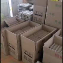 供应中秋好礼新鲜野鸡蛋