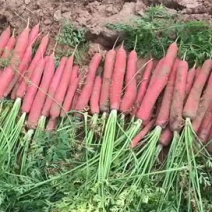 纯沙地红萝卜秤杆萝卜现挖货源充足整车发货轮亩订货