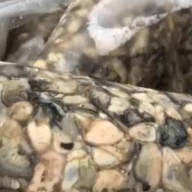鲜活现剥蚝肉生蚝牡蛎新鲜海鲜海蛎子去壳生蚝肉