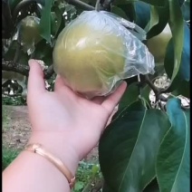 遵化雪花梨，果面干净，星星小，皮薄！