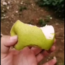 需要处库的雪花梨可以联系了