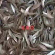 军鱼苗5-7公分靓货