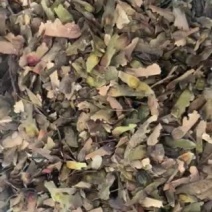 红枫种子红枫种子红枫种子，中国红枫枫树种子。