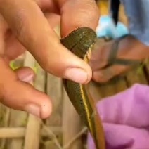 宽体金边水蛭欢迎各地客商联系合作共赢
