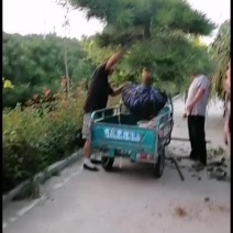 金秋泰山造型松大量上市