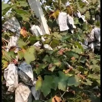 秋季到春季长期大量供应占地葡萄树3公分左右葡萄树
