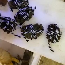 大闸蟹活力好批发零售