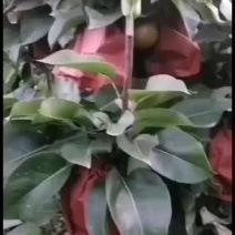 秋月梨即将上市了，欢迎新老客户前来采购！来电或者私信留言