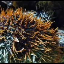 海南琼海潭门深海海胆
