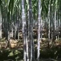 黑皮，黄皮甘蔗小张代办