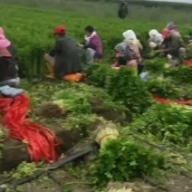 精品西芹大量上市价格美丽