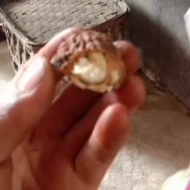 云南鲜新核桃欢迎骚扰