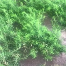 丛生福禄考。裸根