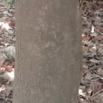 超大玉兰蓝高三米腰围116米管径占地一分半地