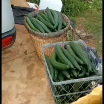 青皮带刺黄瓜拿着吃解渴脆甜