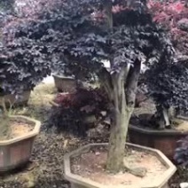 漳州红花继木桩批发福建红花继木桩种植基地