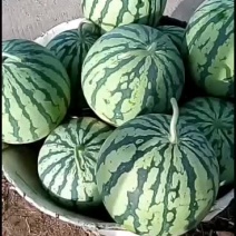 西瓜保质保量，欢迎前来订货