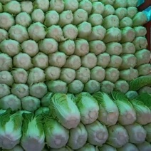 中颗黄心大白菜，。。。