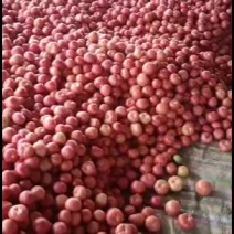 山西精品冷棚西红柿量大