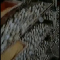 鹌鹑蛋大量有货鹌鹑蛋