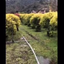 精品黄金香柳价格批发黄千层福建漳州批发行道树黄金柳