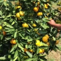 来自福建小陶镇的特早蜜橘