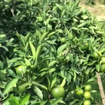 来自福建小陶镇浦早蜜橘，果面光滑，果皮薄，甜度很好