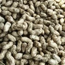 新鲜花生鲜花生大白沙现摘现发
