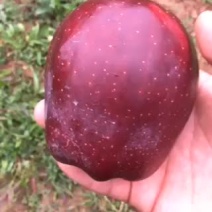 花牛