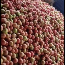 山西冷棚二等货大量有货