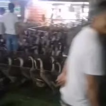 清远正宗黑粽鹅，白菜价了，非常美丽，