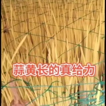 蒜黄天天有！蒜黄大量出货价格自己带