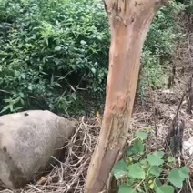紫薇...........