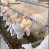 美国白山羊，出售中，公母都有，价格不高，喜欢的与我联系