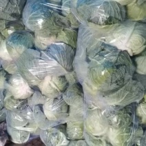 有要大头菜的连系我物美价廉