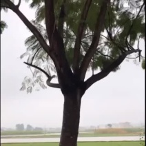 福建批发黄花风铃木黄花风铃木价格多花风铃木基地