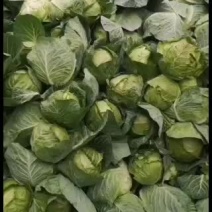 铁头甘蓝已上市，要朋友速度。