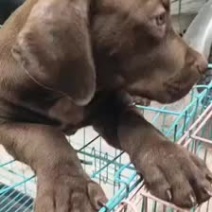 喜欢的速度下单比特犬